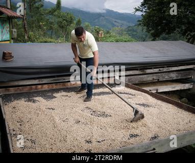 Ouvrier ratissant des grains de café, ferme de café, Valle de Corcora, Colombie Banque D'Images