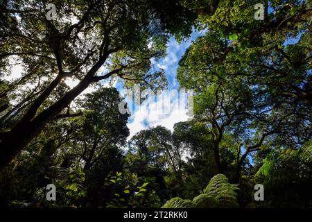 Forêt de fougères arboricoles géantes près de Samaipata (Bolivie) Banque D'Images