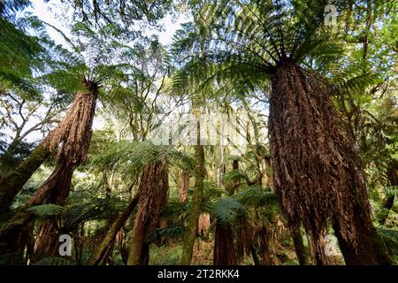 Forêt de fougères arboricoles géantes près de Samaipata (Bolivie) Banque D'Images