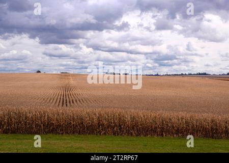 Iowa Cornfield prêt pour la récolte, Dyersville, Iowa, États-Unis. Banque D'Images