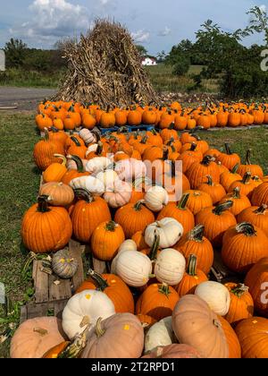 Squash et citrouilles pour Halloween, St. Comté de Mary's, Maryland, États-Unis. Banque D'Images