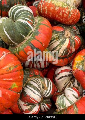 Turban squash, pour Halloween Décoration. Banque D'Images