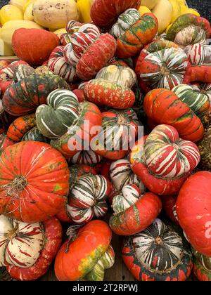 Turban squash, pour Halloween Décoration. Banque D'Images