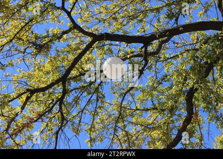 Garlands Re-Do Town Square plus quelques visiteurs royaux Banque D'Images