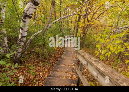 Marches en bois sur un sentier de randonnée sur une colline dans les bois en automne. Banque D'Images