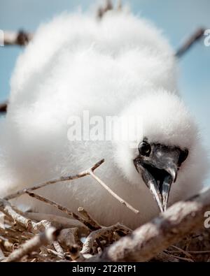 Bébé blanc moelleux nazca bébé booby pleurant dans le nid dans les îles Galapagos Banque D'Images