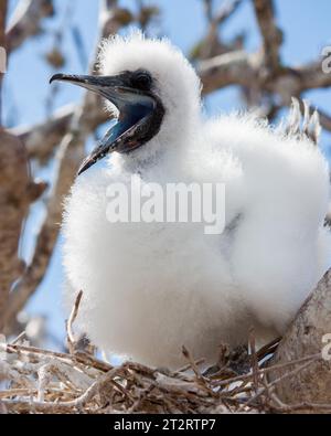 Bébé blanc moelleux nazca bébé booby pleurant dans le nid dans les îles Galapagos Banque D'Images