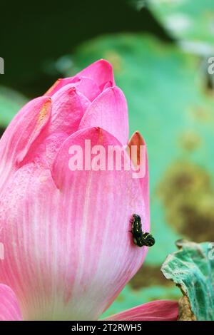 Gros plan d'une chenille noire grimpant sur un beau Bud Sacred Lotus Banque D'Images