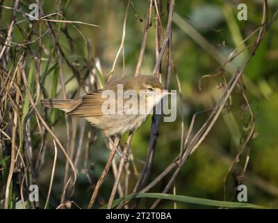 Paruline de roseau de Blyth (Acrocephalus dumetorum), Melby, Shetland continentale, Écosse Banque D'Images