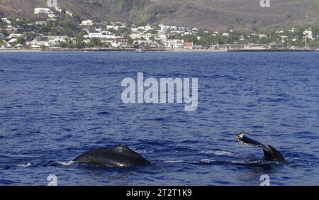 Rorquals à bosse (megaptera novaeangliae) dans l'océan Indien près de Saint Gilles, à la Réunion, vus lors d'une excursion d'observation des baleines en bateau en septembre 2023 Banque D'Images