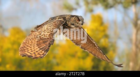 Vue rapprochée d'un hibou-aigle d'Eurasie volant (Bubo bubo) Banque D'Images