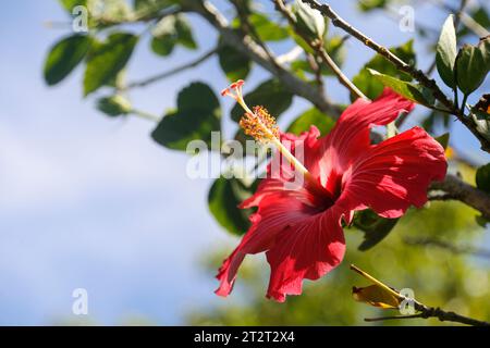 Hibiscus rouge dans mon jardin Banque D'Images