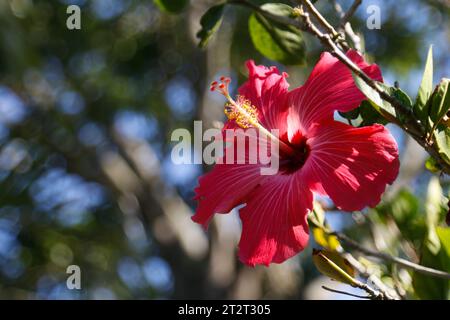 Hibiscus rouge dans mon jardin Banque D'Images