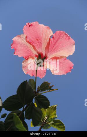 Hibiscus rouge dans mon jardin Banque D'Images