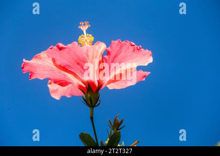 Hibiscus rouge dans mon jardin Banque D'Images