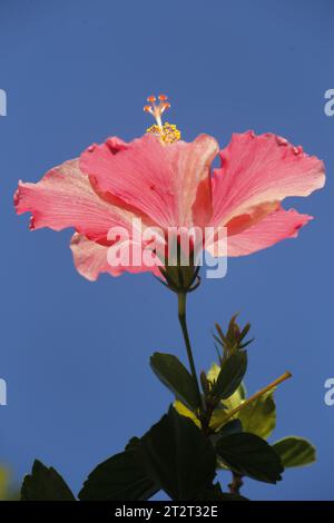 Hibiscus rouge dans mon jardin Banque D'Images