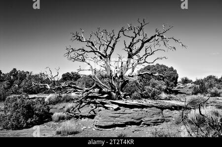 Dead Horse point (près de Moab, UT) Banque D'Images