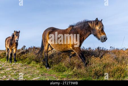 Poneys sauvages d'Angleterre dans le parc national d'Exmoor Banque D'Images