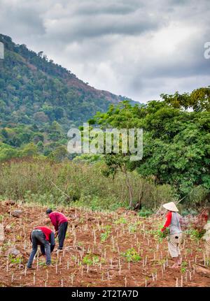 Dans une zone reculée du plateau de Bolaven, des hommes s'occupant des cultures plantées sur une petite exploitation, une parcelle fertile de terres rurales labourées. Banque D'Images