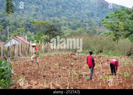 Dans une zone reculée du plateau de Bolaven, des hommes s'occupant des cultures plantées sur une petite exploitation, une parcelle fertile de terres rurales labourées. Banque D'Images