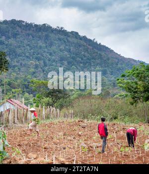 Dans une zone reculée du plateau de Bolaven, des hommes s'occupant des cultures plantées sur une petite exploitation, une parcelle fertile de terres rurales labourées. Banque D'Images