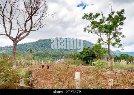 Dans une zone reculée du plateau de Bolaven, des hommes s'occupant des cultures plantées sur une petite exploitation, une parcelle fertile de terres rurales labourées. Banque D'Images