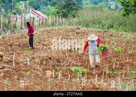 Dans une zone reculée du plateau de Bolaven, des hommes s'occupant des cultures plantées sur une petite exploitation, une parcelle fertile de terres rurales labourées. Banque D'Images