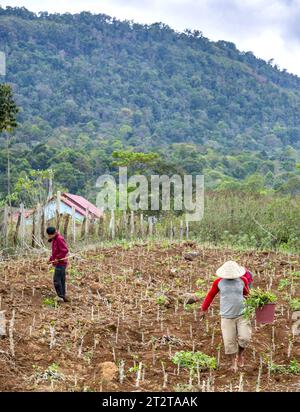 Dans une zone reculée du plateau de Bolaven, des hommes s'occupant des cultures plantées sur une petite exploitation, une parcelle fertile de terres rurales labourées. Banque D'Images