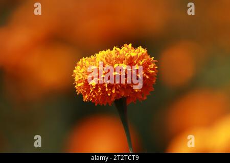 Atlixco, Mexique. 20 octobre 2023. Détail d'une fleur de Cempasuchil pendant la récolte dans l'état de Puebla, les agriculteurs les distribuent sur les marchés locaux afin qu'ils puissent être vendus aux gens pour décorer les offrandes dans le cadre de la célébration du Dia de Muertos (jour des morts) au Mexique. Le 20 octobre 2024 à Atlixco, Mexique. (Image de crédit : © Carlos Santiago/eyepix via ZUMA Press Wire) USAGE ÉDITORIAL SEULEMENT! Non destiné à UN USAGE commercial ! Banque D'Images