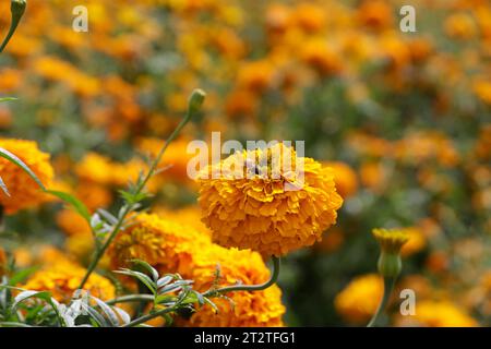 Non exclusif : 20 octobre 2023, État de Puebla, Mexique : champs de fleurs de cempasuchil dans le cadre de la fête du jour des morts dans le m Banque D'Images