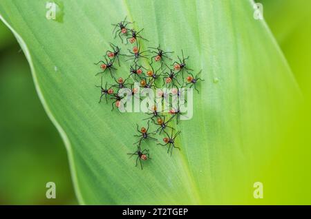 Nymphes d'insectes assassins sur une feuille à Cosanga, Équateur Banque D'Images