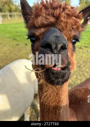 Huacaya alpaga portrait, mâcher le cud. Animal domestique mignon, lama pacos Banque D'Images