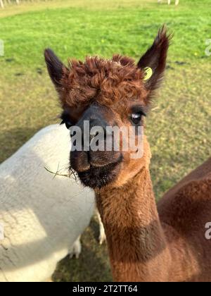 Huacaya alpaga portrait, mâcher le cud. Animal domestique mignon, lama pacos Banque D'Images