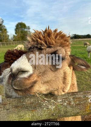 Huacaya alpaga portrait, mâcher le cud. Animal domestique mignon, lama pacos Banque D'Images