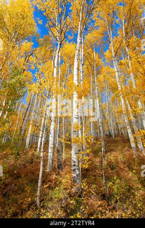 Arbres de tremble d'automne avec la couleur de pointe d'automne et le ciel bleu près de Rico, Colorado Banque D'Images