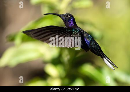 Gros plan d'un mâle Violet Sabrewing colibri, en vol dans la province de Chiriqui, Panama. Banque D'Images