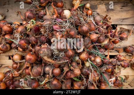 Oignons rouges fraîchement récoltés disposés dans une caisse en bois dans le jardin un jour d'automne. Les oignons sont cultivés de manière biologique. Concept agricole Banque D'Images