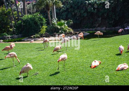 Flamants roses sur l'herbe verte dans le parc à la journée, Tenerife, îles Canaries, Espagne Banque D'Images