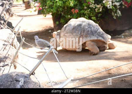Tortue dans un zoo, tortue dans le zoo. Tenerife, Îles Canaries, Espagne Banque D'Images