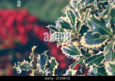 Branche Holly pour fond de Noël. Ilex Twig. Banque D'Images