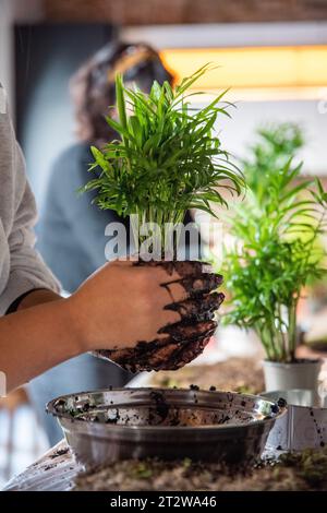 Dans cette image captivante, les mains attentionnées bercent doucement un palmier Areca, enveloppé dans une cascade de terre alors qu’elles façonnent méticuleusement un Kokedama. Le processus Banque D'Images