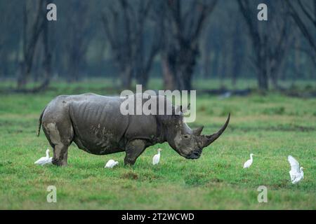 Une femelle rhinocéros blanc du sud prend une pause de pâturage pendant une journée pluvieuse au parc national du lac Nakuru, au Kenya Banque D'Images
