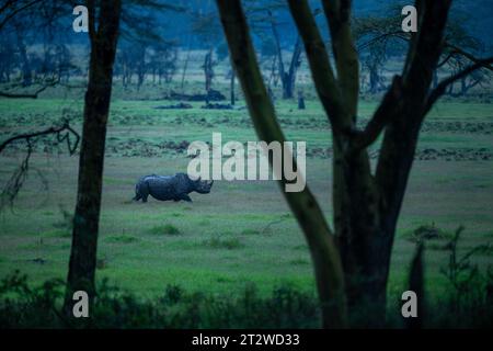 Un rhinocéros noir recouvert de boue noire se promène dans les prairies pittoresques du parc national du lac Nakuru, au Kenya, par une soirée pluvieuse Banque D'Images
