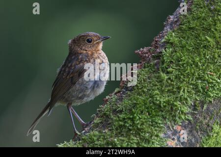 Oiseau juvénile européen Robin [ erithacus rubecula ] sur branche mousseline Banque D'Images