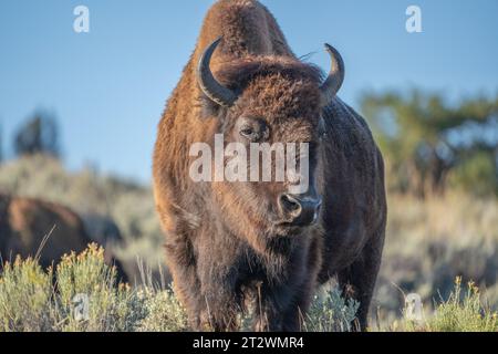 Gros plan sur le pâturage du bison américain dans la vallée de Lamar, parc national de Yellowstone, Wyoming Banque D'Images