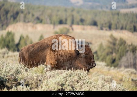 Gros plan sur le pâturage du bison américain dans la vallée de Lamar, parc national de Yellowstone, Wyoming Banque D'Images