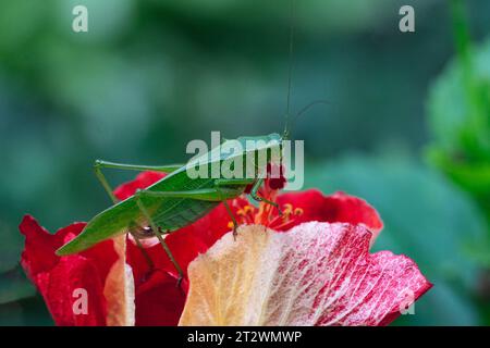 Une grande sauterelle verte repose sur une grande fleur rouge Banque D'Images