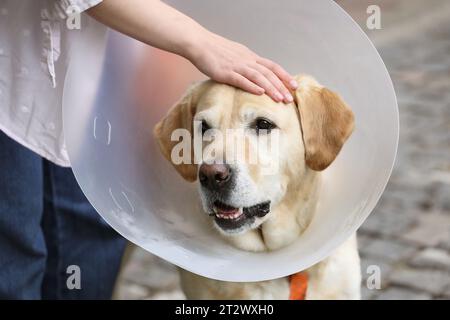 Femme caressant son adorable chien Labrador Retriever dans un collier élisabéthain à l'extérieur, gros plan Banque D'Images