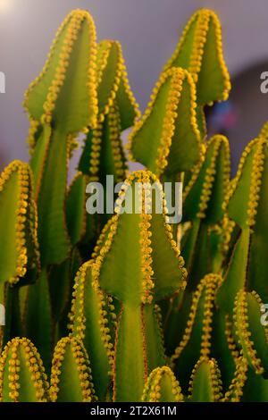 Euphorbia canariensis plant closeup, plante typique des îles Canaries. Banque D'Images