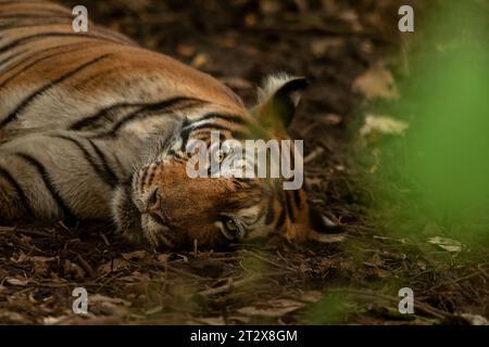 Une tigresse couchée sur le sol forestier de la zone no. 2 au parc national de Ranthambore, Rajasthan, Inde Banque D'Images